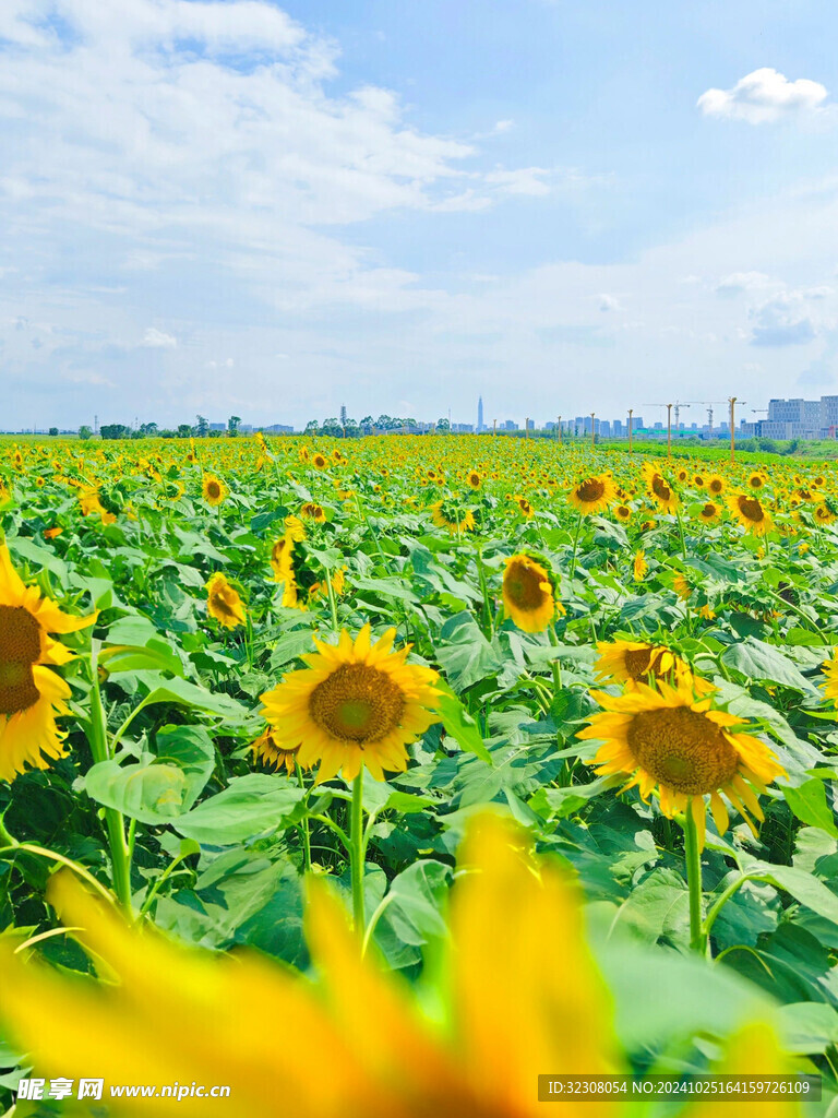 向日葵