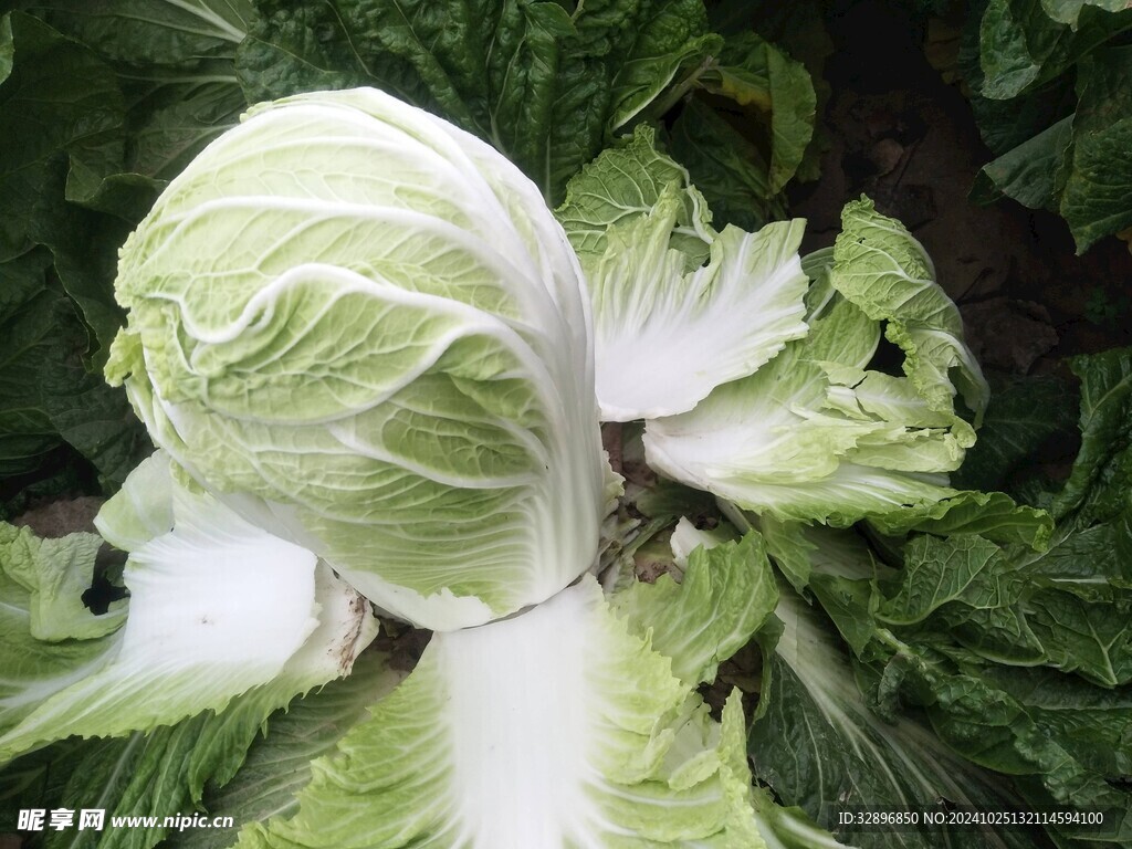 白菜