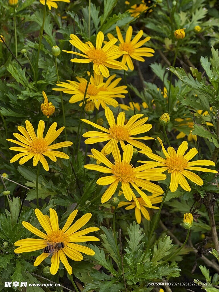 小皱菊