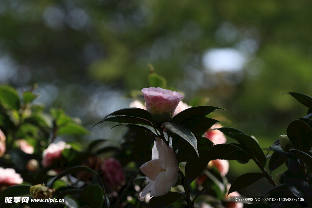 茶花特写