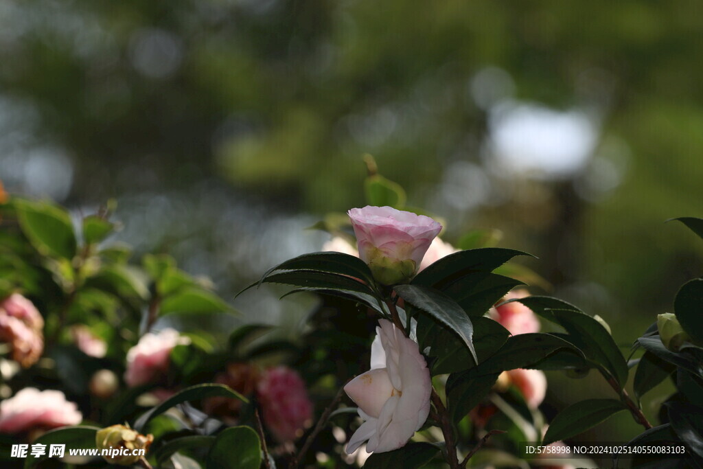 茶花开