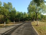 森林道路