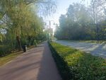森林道路