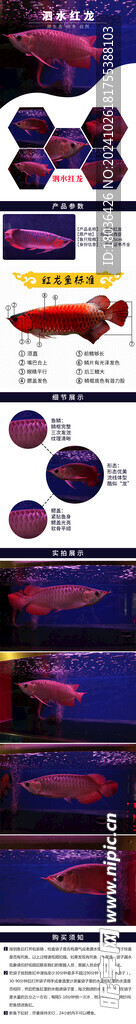 红龙鱼水族观赏鱼网页详情页