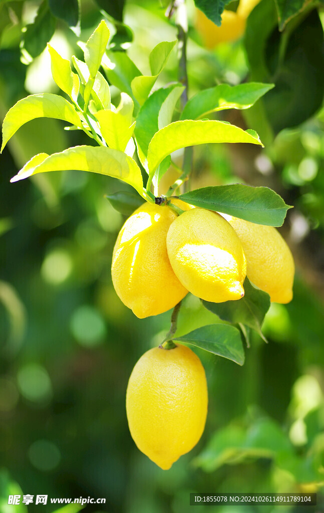 柠檬树