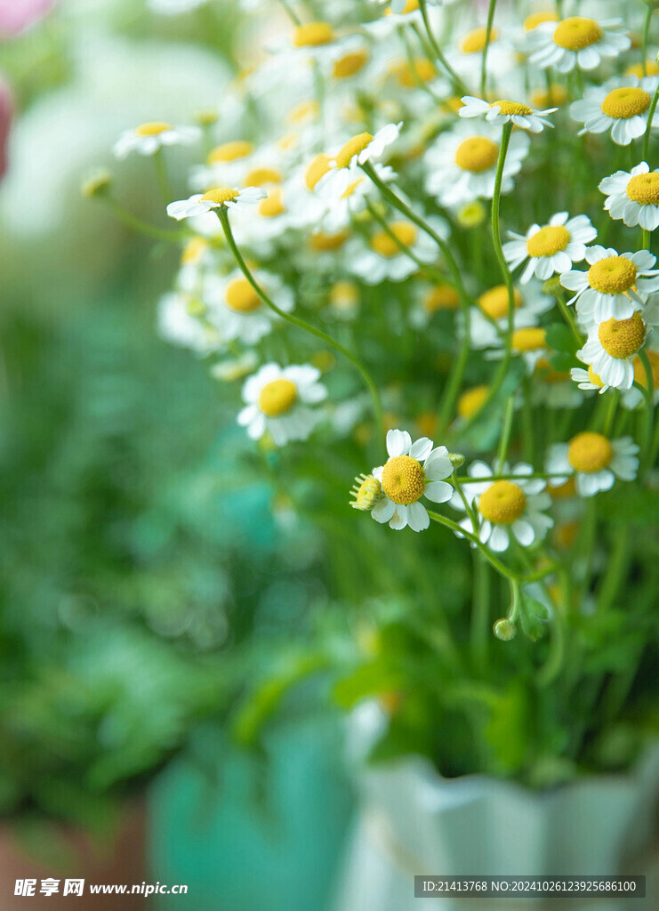 小雏菊菊花 