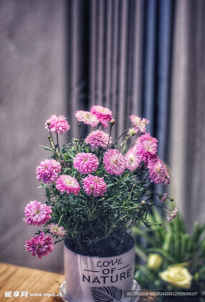 小雏菊菊花