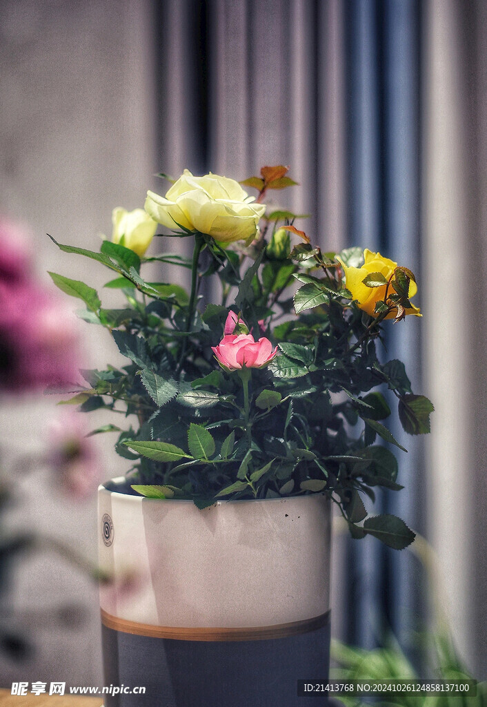 月季花