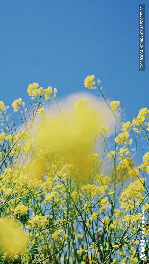油菜 