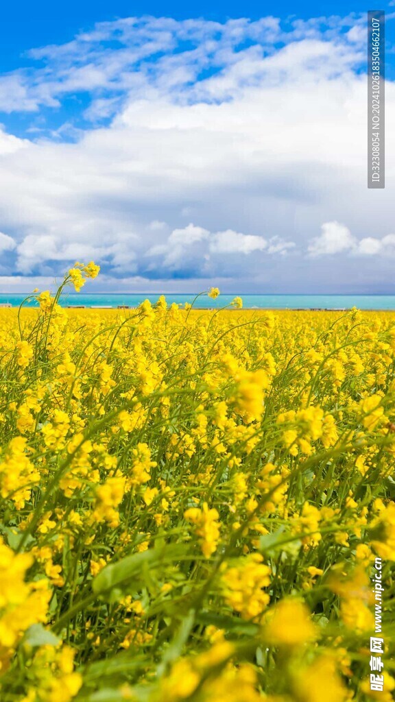 油菜 