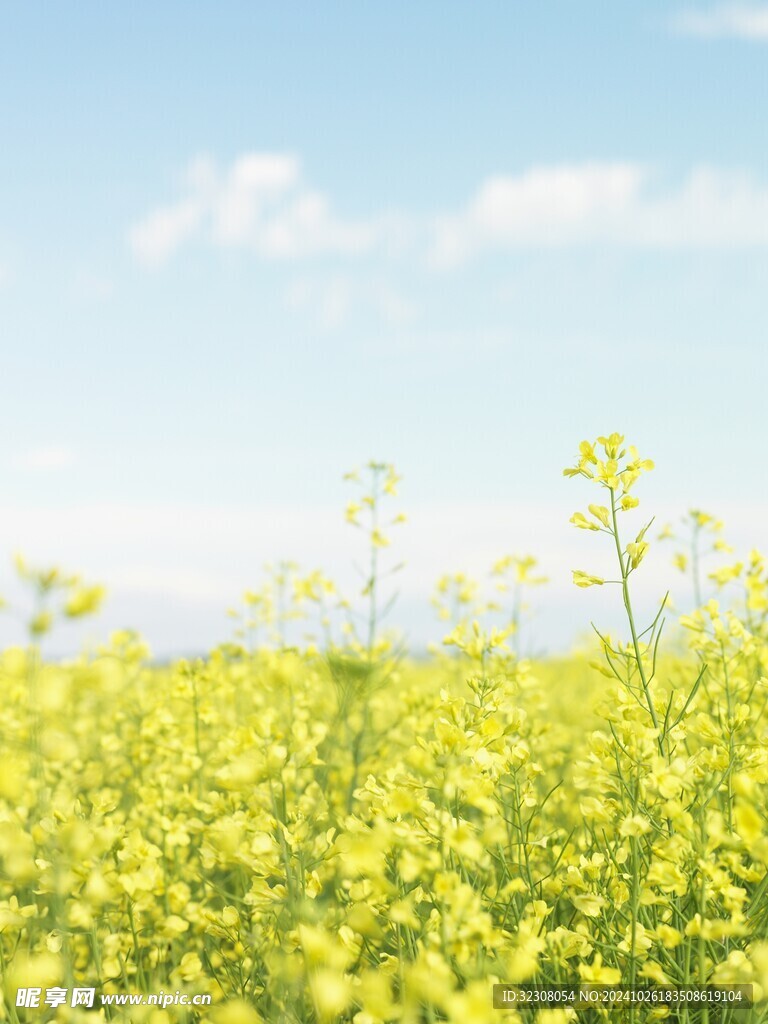 油菜 