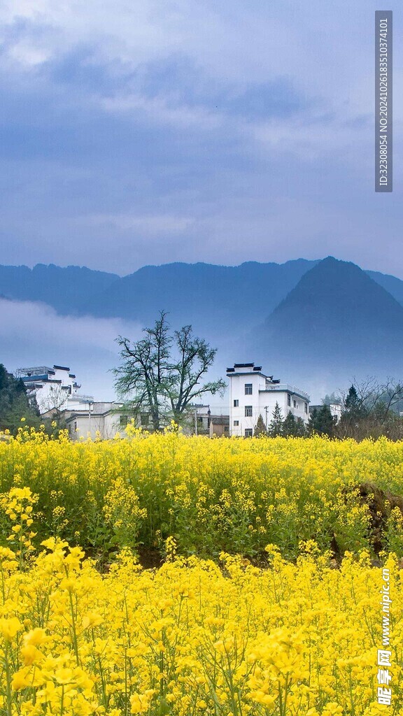 油菜  