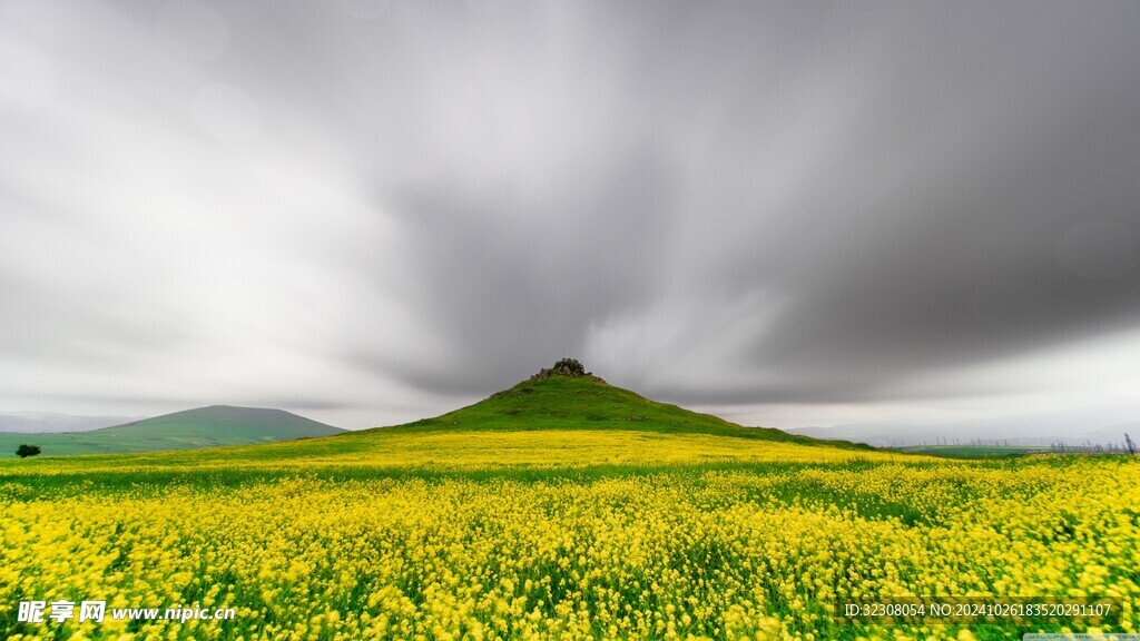油菜 