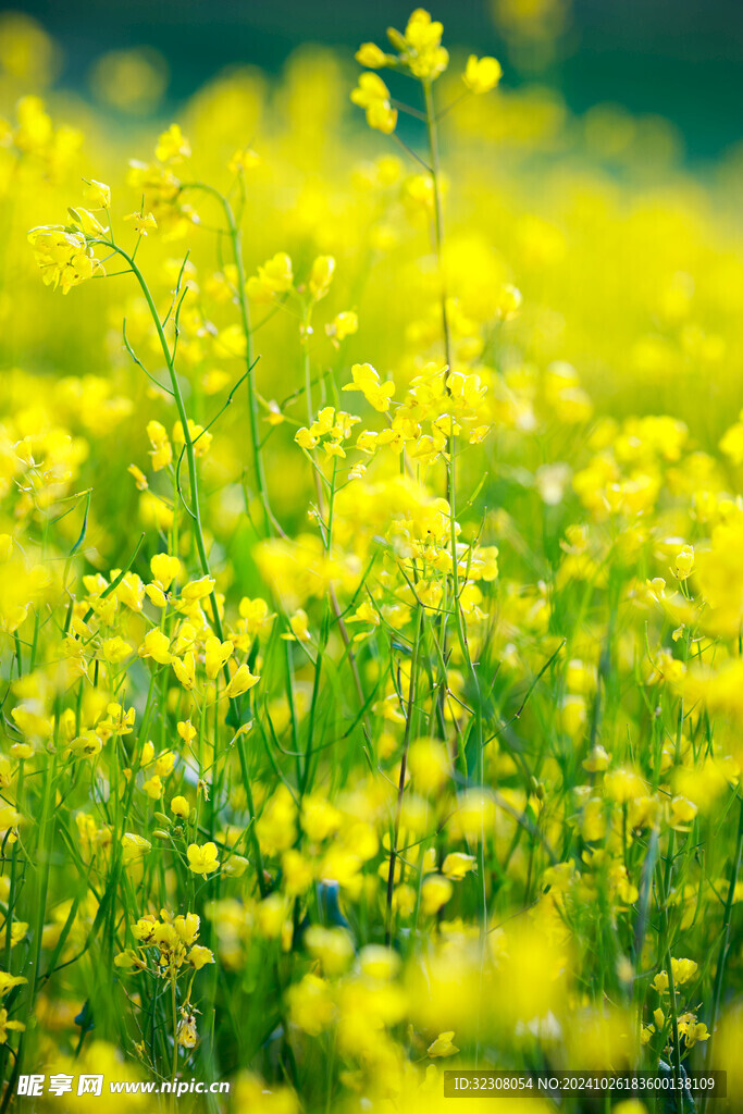 油菜 