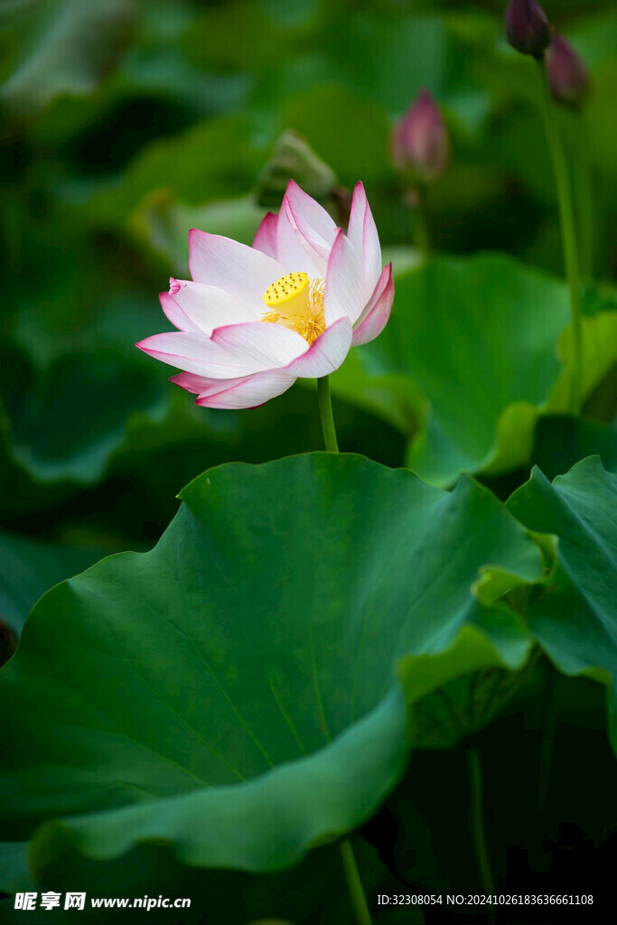 荷花  