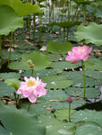 荷花 