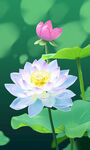 荷花 