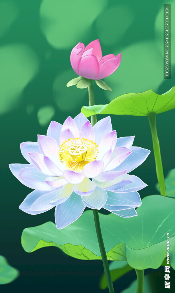 荷花 