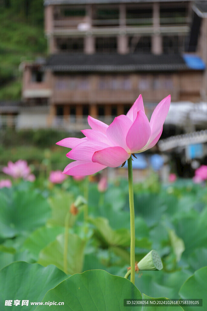 荷花 