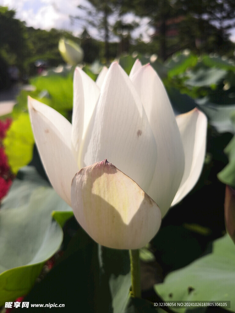 荷花  