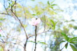 桃花花苞