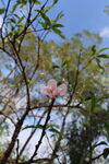 桃花花苞