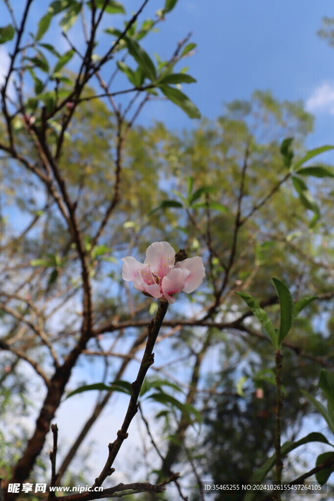 桃花花苞