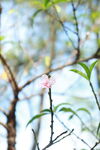 桃花花苞