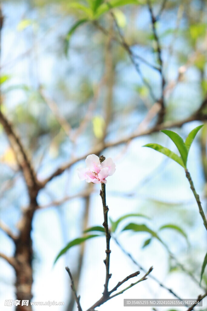 桃花花苞