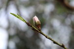 桃花花苞