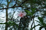 桃花花苞
