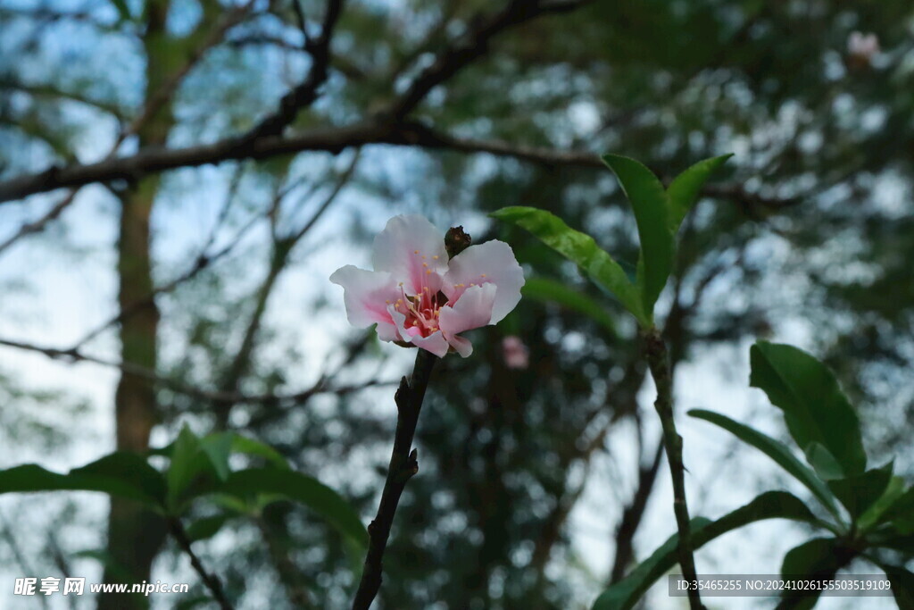 桃花花苞