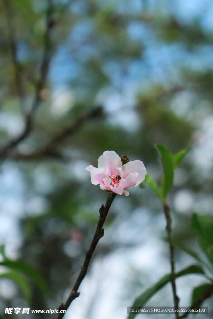 桃花花苞