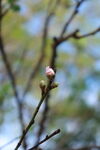 桃花花苞