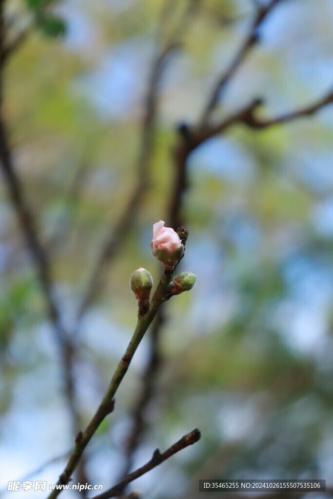 桃花花苞