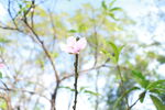 桃花花苞