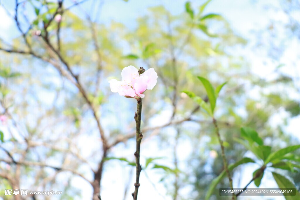 桃花花苞