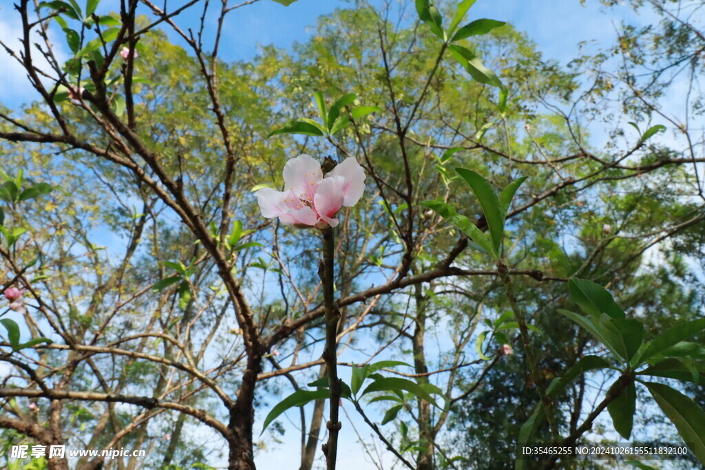 桃花花苞