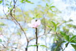 桃花花苞