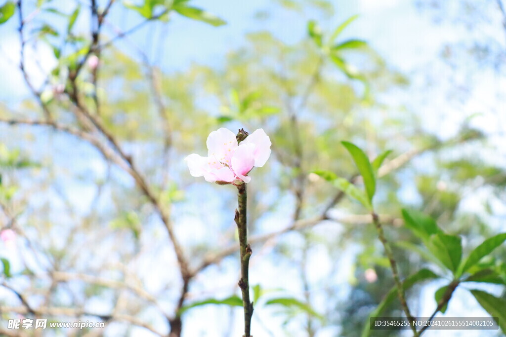 桃花花苞