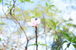 桃花花苞