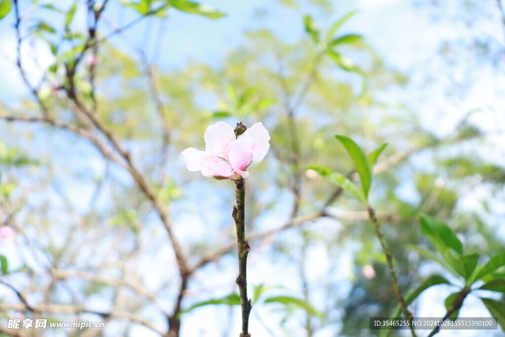 桃花花苞