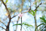 桃花花苞