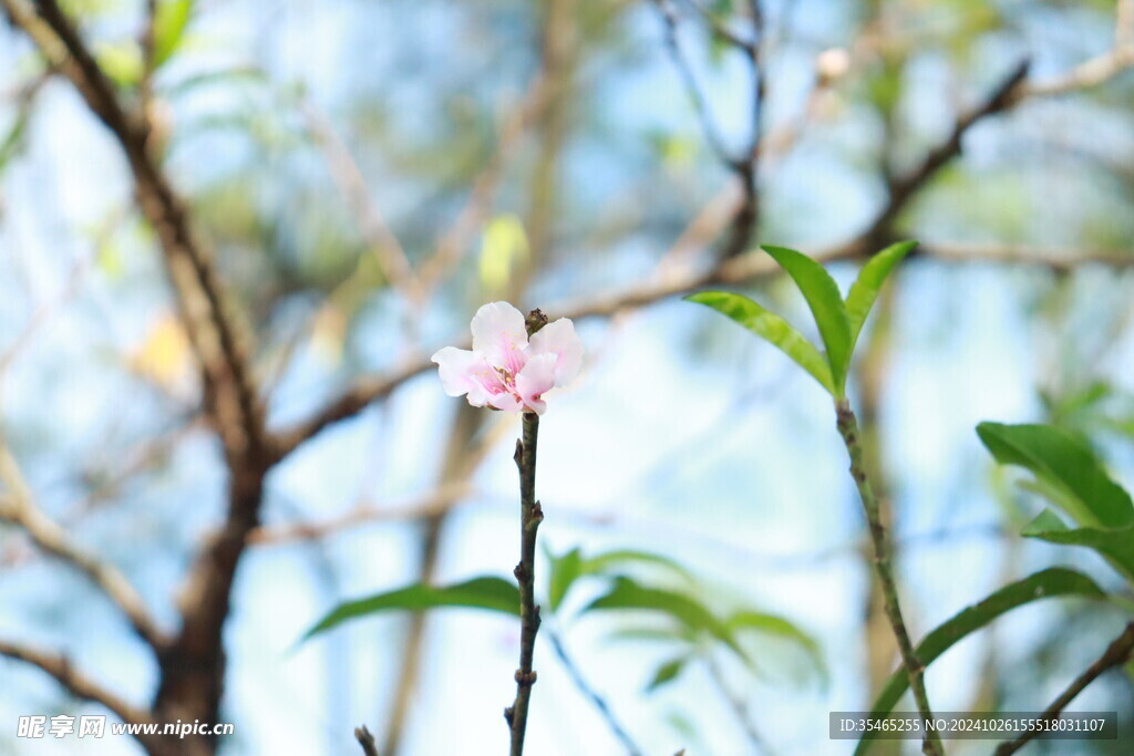 桃花花苞