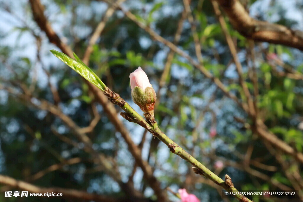 桃花花苞