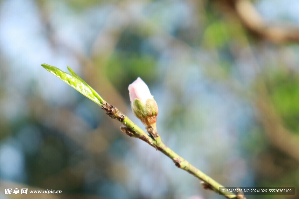 桃花花苞