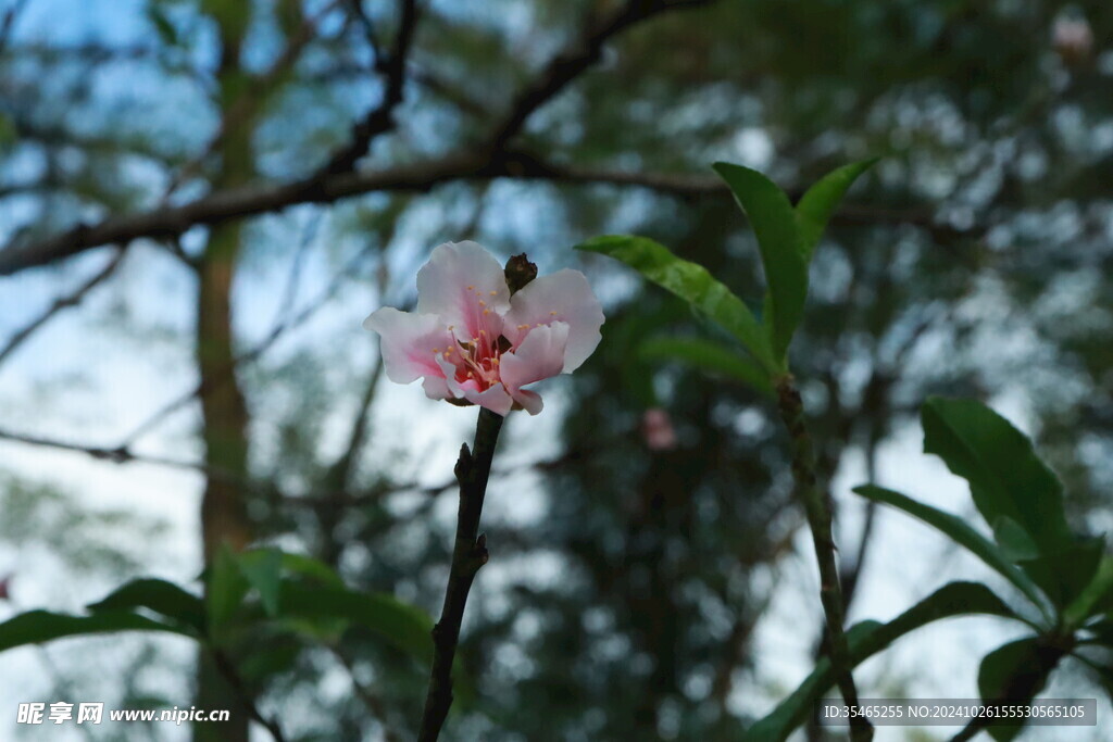 桃花