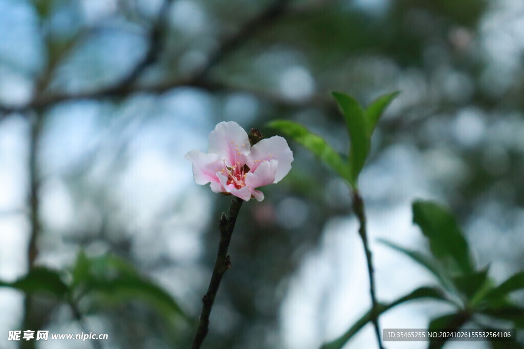 桃花