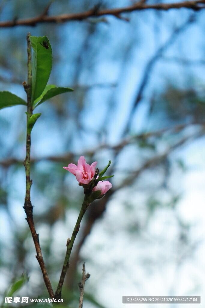 桃花