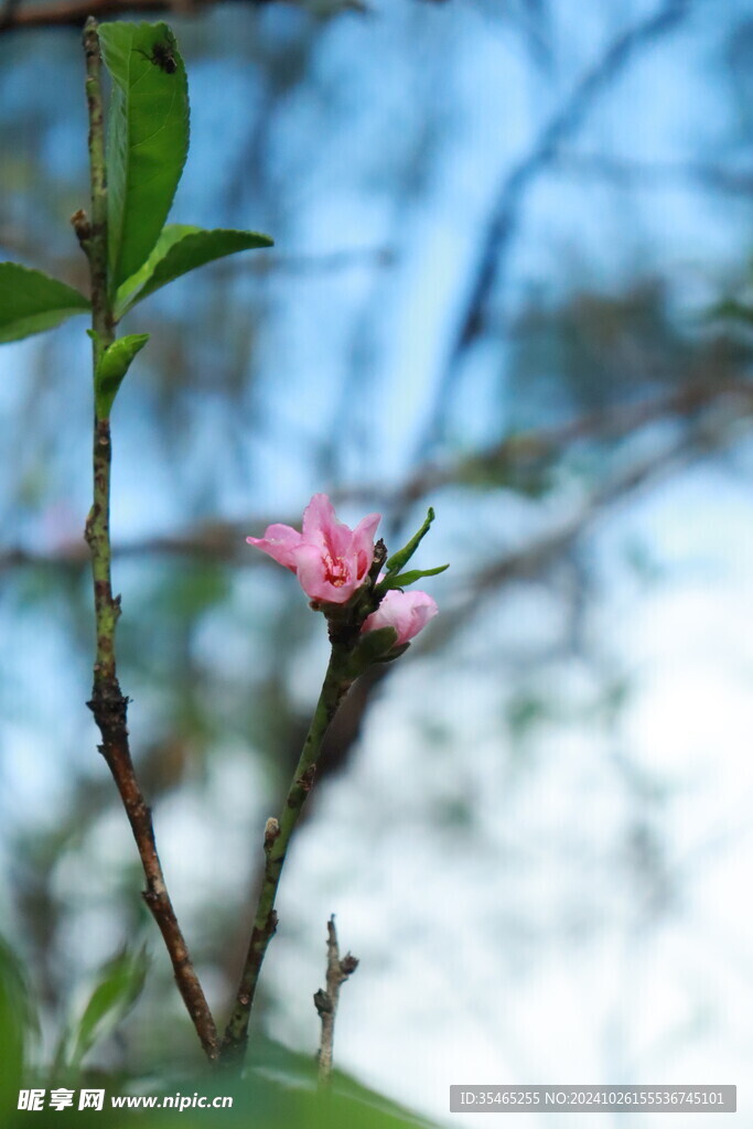 桃花